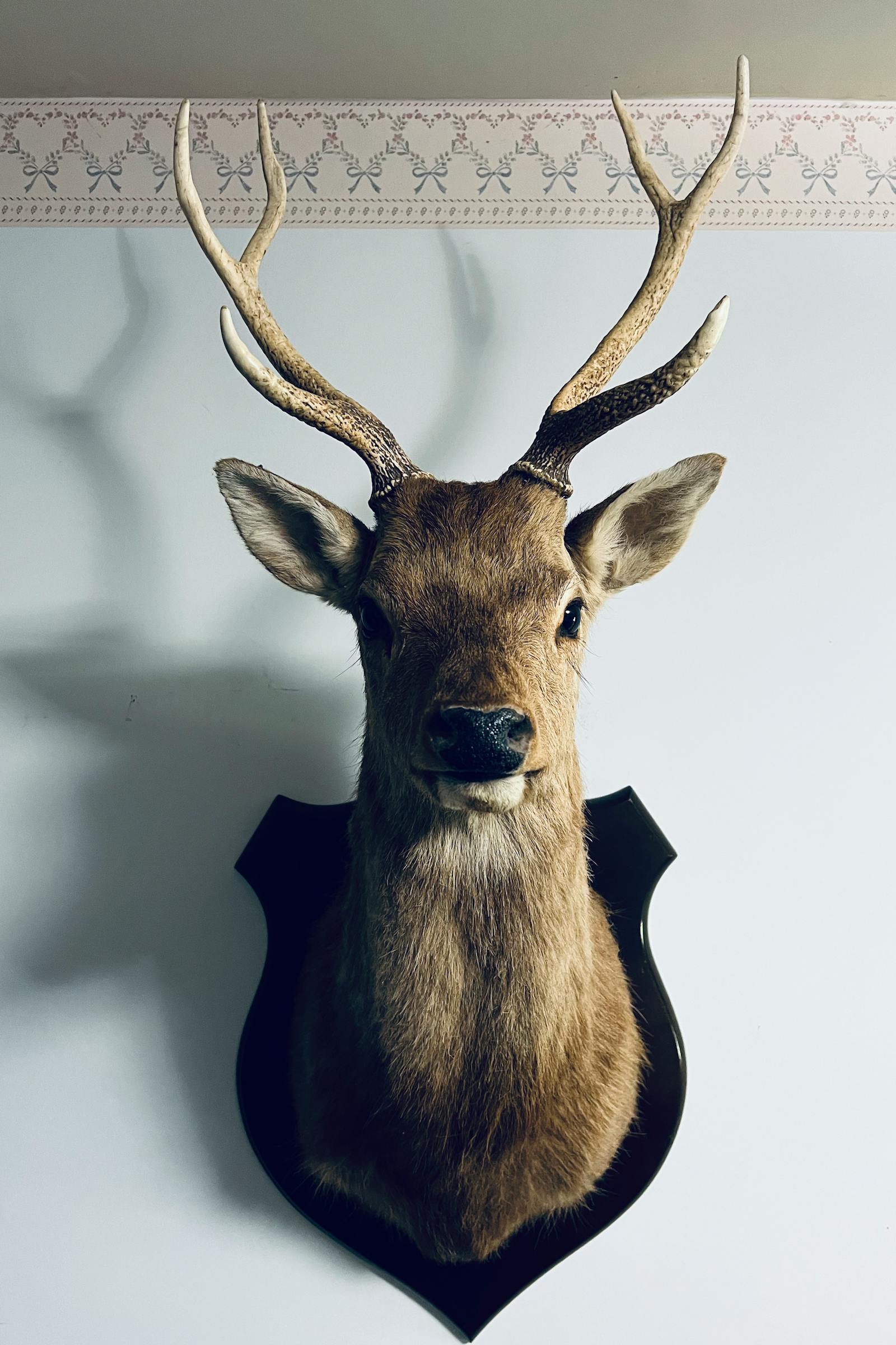 Portrait of Piotr Nowak (Club CFO)